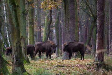 Stado polskich żubrów w  jesiennym lesie Pszczyny Jankowice