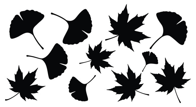 Collection of silhouetted ginkgo and maple leaves on a white background