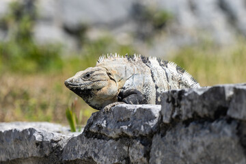 Beautiful iguana sitting on stone wall during sunny day