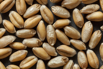Close-up of soft wheat seeds showing smooth texture and golden tones. Ideal for food industry, farming, and organic product visuals on slate.