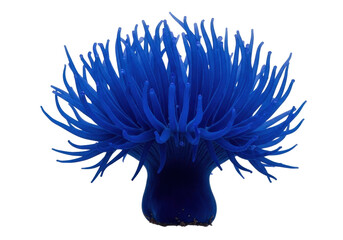 Vibrant blue sea anemone isolated PNG, marine invertebrate with tentacles on transparent background, underwater life clipart for aquarium and nature designs