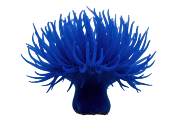 Vibrant blue sea anemone isolated PNG, marine invertebrate with tentacles on transparent background, underwater life clipart for aquarium and nature designs