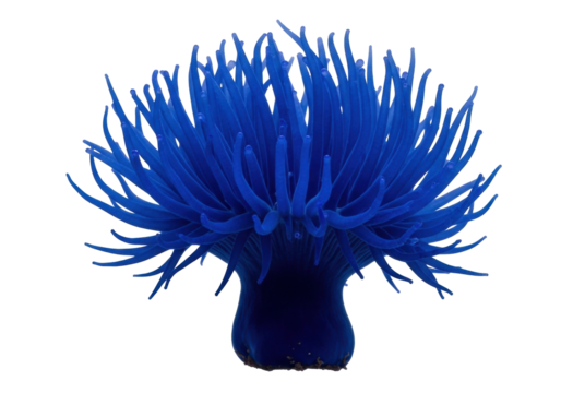 Vibrant blue sea anemone isolated PNG, marine invertebrate with tentacles on transparent background, underwater life clipart for aquarium and nature designs