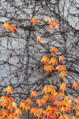 A white house wall overgrown with wild vine, autumn-colored leaves and dark, branching limbs, tendrils climbing up the bare wall, orange and red leaves glowing in a beautiful pattern. sign of dying