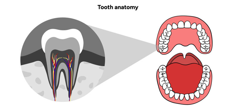 Hand-drawn dental infographic showing the anatomy of tooth for adults and children. Educational illustration with labeled parts enamel, dentin, pulp, and root