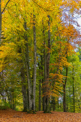 forest path covered with a bed of leaves, autumnal hike on footpath between trees under beautiful colored canopy.  hiking fairytale land. recreational walk to beautiful magical places