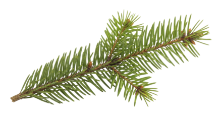 Natural green spruce tree branch with fresh needles and buds transparent background PNG image