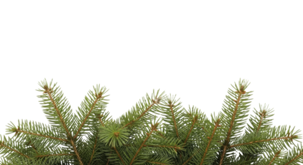 Evergreen fir branches border on a transparent background PNG image, ready for New Year celebration