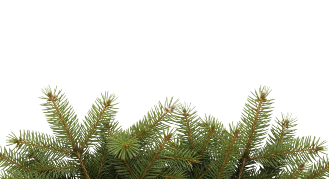Evergreen fir branches border on a transparent background PNG image, ready for New Year celebration