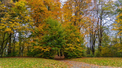 way through the autumnal forest, footpath between trees under beautiful colored canopy. trees and bushes stands in fairytale land. recreational walk to beautiful magical places flooded with light