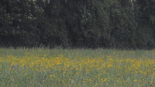 Spring Rain Falling on a Wildflower Meadow of Bright Yellow Buttercups and Long Grass, Wide View of a Field in a Rain Shower with Dark Tree Boundary in the Background, Moody Scenic Nature Landscape