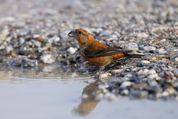 Parrot crossbill (Loxia pytyopsittacus)