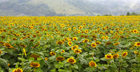 Bright yellow sunflowers in foggy rainy weather. Sunflower field waiting for harvest, field crops...