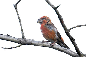 Parrot crossbill (Loxia pytyopsittacus)