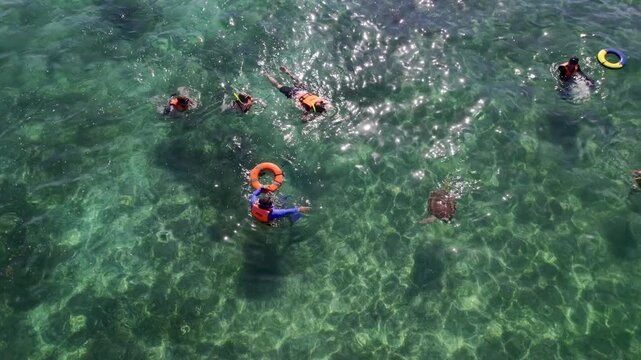 Snorkel con Portugas en Akumal Caribe Mexico 