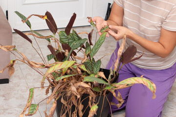 An impersonal photograph of a person with an emphasis on his hands holding dry and dried leaves of a houseplant in a home environment after a long absence