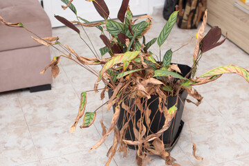 A close-up view of dried and wilted houseplants in a home after a long absence. A sign of neglected care and the fragile nature of indoor life