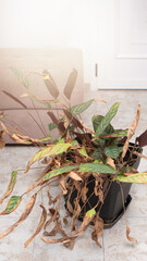 A close-up view of dried and wilted houseplants in a home after a long absence. A sign of neglected care and the fragile nature of indoor life