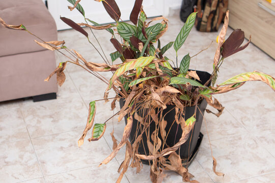 A close-up view of dried and wilted houseplants in a home after a long absence. A sign of neglected care and the fragile nature of indoor life
