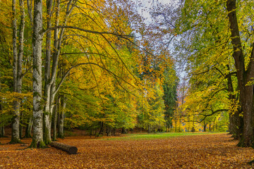 way through the autumnal forest, footpath between trees under beautiful colored canopy. trees and bushes stands in fairytale land. recreational walk to beautiful magical places flooded with light
