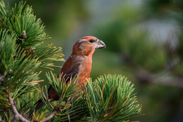 Parrot crossbill (Loxia pytyopsittacus)