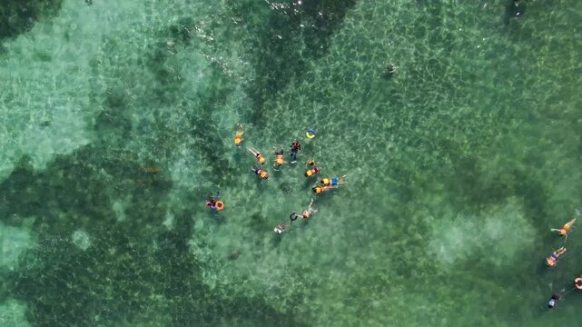 Snorkel con Portugas en Akumal Caribe Mexico 
