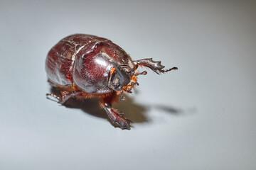 Macro photography of the rhinoceros beetle. All anatomical features of the rhinoceros beetle are visible. Its shape, shiny shell and distinctive horn are shown in detail.