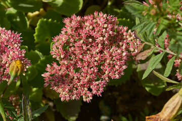 Stonecrop prominent blooms in the garden, a close-up of a blooming inflorescence. Stonecrop prominent (lat. Hylotelephium spectabile) is a perennial herbaceous plant, succulent.