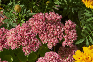 Obraz premium Stonecrop prominent blooms in the garden, a close-up of a blooming inflorescence. Stonecrop prominent (lat. Hylotelephium spectabile) is a perennial herbaceous plant, succulent.