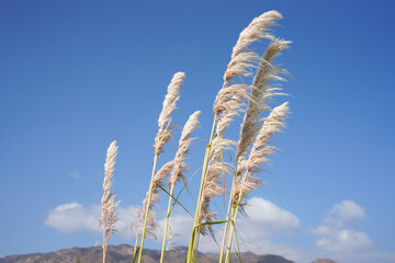 reed and bamboo leaves, ears of wheat on blue sky background