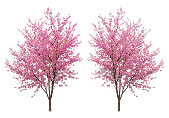 Obraz premium Two blooming pink cherry blossom trees on transparent background 