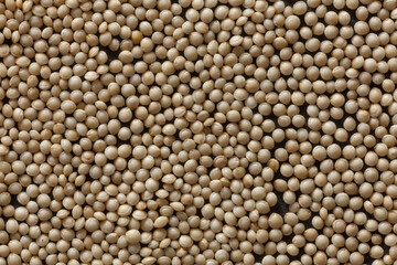 Close-up of amaranth seeds showing smooth texture and subtle color tones. Ideal for food, farming, and organic product visuals.