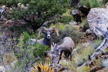 A majestic Desert Bighorn Sheep ram stares directly at the camera while a ewe grazes on a rocky, brush-covered hillside