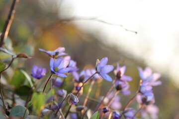 anemone hepatica al tramonto nel bosco