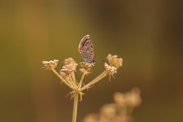 una farfalla licenide al tramonto su un fiore