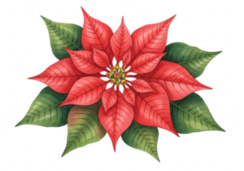 Watercolor poinsettia flower, a festive symbol of christmas and winter holidays, with vibrant red petals and lush green leaves, perfect for seasonal designs isolated on transparent background