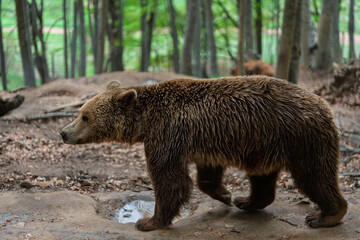 Majestic brown bear (Ursus arctos) wanders through the forest at a conservation center in Nymfaio,...