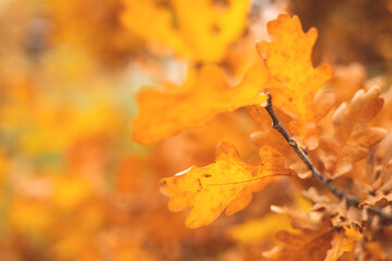 A branch of a deciduous tree with yellow leaves is the main focus of the image.