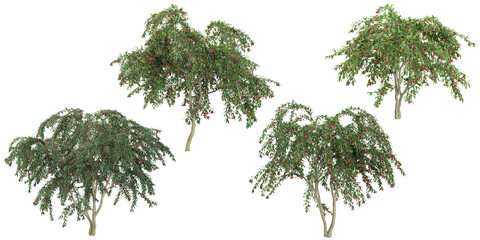 Collection of Cotoneaster plants on transparent background