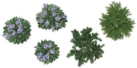Collection of Cotoneaster,Hosta plants on transparent background from the top view