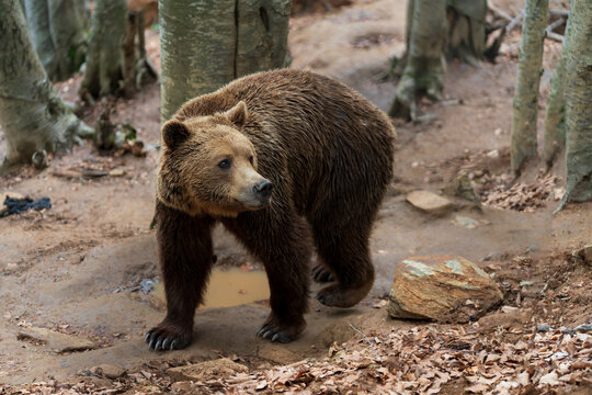 Majestic brown bear (Ursus arctos) wanders through the forest at a conservation center in Nymfaio, Florina, Greece. Wildlife photography of a large mammal in its protected habitat.