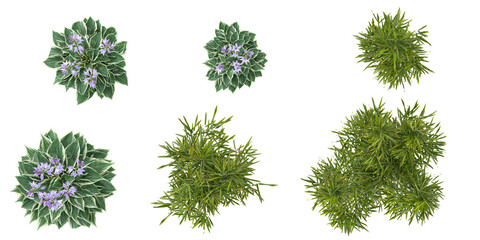 Collection of Phyllostachys,Hosta plants on transparent background from the top view