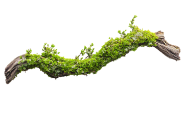 Curled moss-covered twig isolated on a transparent background with visible fine details 