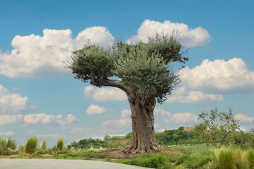 Obraz premium Olive grove tree on sea background in a sunny day