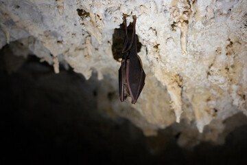 Solitary bat hangs upside down, roosting among intricate limestone rock formations on the ceiling of Maaras Cave (Aggitis) in Drama, Greece, showcasing the unique wildlife of this subterranean habitat