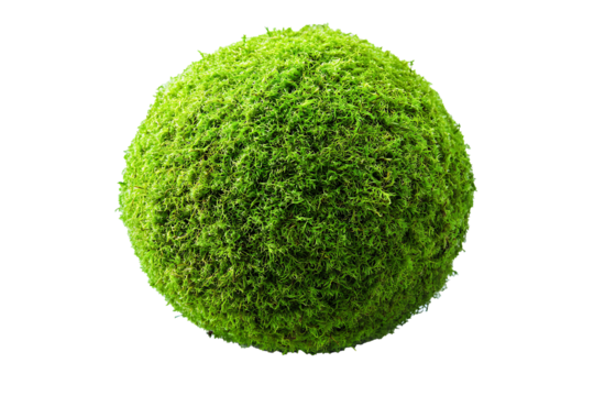 Round moss ball isolated on a transparent background, full focus on velvety green texture 