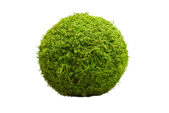 Round moss ball isolated on a transparent background, full focus on velvety green texture 