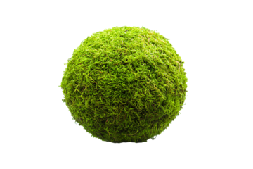 Round moss ball isolated on a transparent background, full focus on velvety green texture 