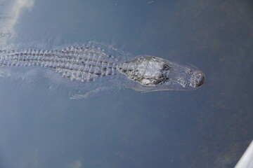 alligator in the water