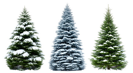 Three different types of fir trees covered in snow, showcasing their unique shapes and textures